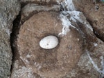 Salvin's mollymawk | Toroa. Egg in nest. Proclamation Island, Bounty Islands, October 2019. Image © Alan Tennyson by Alan Tennyson.