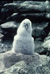 Salvin's mollymawk | Toroa. Chick. Toru Islet, Western Chain, Snares Islands, December 1984. Image © Colin Miskelly by Colin Miskelly.