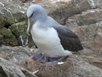 Salvin's mollymawk | Toroa. Adult brooding hatchling. Proclamation Island, Bounty Islands, October 2019. Image © Alan Tennyson by Alan Tennyson.