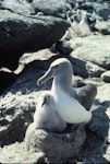 Salvin's mollymawk | Toroa. Adult guarding chick. Toru Islet, Western Chain, Snares Islands, December 1984. Image © Colin Miskelly by Colin Miskelly.