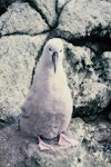 Salvin's mollymawk | Toroa. Downy chick. Toru Islet, Snares Islands, January 1986. Image © Alan Tennyson by Alan Tennyson.