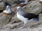 Salvin's mollymawk | Toroa. Adults. Proclamation Island, Bounty Islands, October 2019. Image © Alan Tennyson by Alan Tennyson.