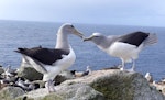 Salvin's mollymawk | Toroa. Adults displaying at breeding colony. Proclamation Island, Bounty Islands, October 2019. Image © Alan Tennyson by Alan Tennyson.