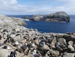 Salvin's mollymawk | Toroa. Nesting colony mixed with erect-crested penguins. Proclamation Island, Bounty Islands, October 2019. Image © Alan Tennyson by Alan Tennyson.