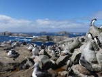 Salvin's mollymawk | Toroa. Nesting colony mixed with erect-crested penguins. Proclamation Island, Bounty Islands, October 2019. Image © Alan Tennyson by Alan Tennyson.