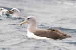 Salvin's mollymawk | Toroa. Adult on water. Snares Islands, January 2010. Image © John Woods by John Woods.