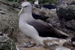 Salvin's mollymawk | Toroa. Adult resting on empty nest. Forty Fours, Chatham Islands, December 2009. Image © Mark Fraser by Mark Fraser.