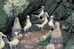 Salvin's mollymawk | Toroa. Adults and chicks on breeding colony. Toru Islet, Snares Western Chain, January 1986. Image © Alan Tennyson by Alan Tennyson.