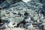 Salvin's mollymawk | Toroa. Breeding colony. Toru Islet, Western Chain, Snares Islands, December 1984. Image © Colin Miskelly by Colin Miskelly.