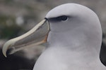 Salvin's mollymawk | Toroa. Close-up of adult head. Forty Fours, Chatham Islands, December 2009. Image © Mark Fraser by Mark Fraser.