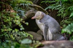 Yellow-eyed penguin | Hoiho. Adult at nest with chick. Enderby Island, Auckland Islands, January 2016. Image © Tony Whitehead by Tony Whitehead.