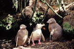 Yellow-eyed penguin | Hoiho. Adult with large chicks. North-West Bay, Campbell Island, January 1993. Image © Alan Tennyson by Alan Tennyson.