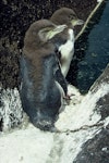 Yellow-eyed penguin | Hoiho. Chicks with partial down. Green Island, Otago Peninsula, January 1992. Image © Department of Conservation ( image ref: 10032670 ) by Peter Moore Department of Conservation.