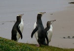 Yellow-eyed penguin | Hoiho. 2 adults with 1 young bird. Enderby Island, January 2010. Image © Joke Baars by Joke Baars.