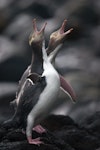 Yellow-eyed penguin | Hoiho. Adult braying. Otago Peninsula, May 2012. Image © Craig McKenzie by Craig McKenzie.