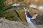 Yellow-eyed penguin | Hoiho. Adult calling. Otago Peninsula, January 2016. Image © Arindam Bhattacharya by Arindam Bhattacharya.