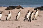 Yellow-eyed penguin | Hoiho. Adults arriving on beach. Sandy Bay, Enderby Island, Auckland Islands, December 2005. Image © Department of Conservation ( image ref: 10060039 ) by Andrew Maloney.