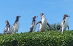 Yellow-eyed penguin | Hoiho. Adults. Enderby Island, Auckland Islands, January 2018. Image © Alan Tennyson by Alan Tennyson.