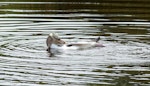 Yellow-eyed penguin | Hoiho. Immature bird in freshwater pond. Otago Peninsula, November 2012. Image © Joke Baars by Joke Baars.