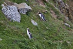 Yellow-eyed penguin | Hoiho. Walking up steep incline to nest site. Otago Peninsula, December 2010. Image © Raewyn Adams by Raewyn Adams.