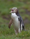 Yellow-eyed penguin | Hoiho. Adult yawning. November 2011. Image © Sonja Ross by Sonja Ross.