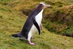 Yellow-eyed penguin | Hoiho. Adult walking showing pink feet. Enderby Island, Auckland Islands, January 2007. Image © Ian Armitage by Ian Armitage.