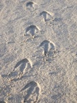 Yellow-eyed penguin | Hoiho. Footprints in sand. Codfish Island, February 2004. Image © Ingrid Hutzler by Ingrid Hutzler.