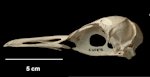 Yellow-eyed penguin | Hoiho. Richdale's penguin skull; NMNZ S.045876. Chatham Islands. Image © Te Papa by Jean-Claude Stahl.