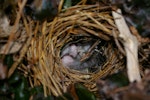 Fernbird | Mātātā. Codfish Island fernbird nest with eggs. Whenua Hou / Codfish Island, December 2011. Image © Colin Miskelly by Colin Miskelly.