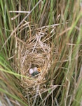 Fernbird | Mātātā. North Island fernbird nest with 2 eggs and a chick. Te Werahi swamp, Te Paki, Far North, October 1994. Image © Department of Conservation (image ref: 10041226) by Greg Sherley, Department of Conservation.