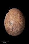 Fernbird | Mātātā. North Island fernbird egg 18.5 x 13.7 mm (NMNZ OR.007643). Rangitoto Ranges, Waitomo County, February 1925. Image © Te Papa by Jean-Claude Stahl.