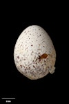 Fernbird | Mātātā. Codfish Island fernbird egg 21.8 x 16.4 mm (NMNZ OR.025411, collected by Pete McClelland). Whenua Hou / Codfish Island, January 1996. Image © Te Papa by Jean-Claude Stahl.