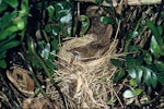 Fernbird | Mātātā. Adult Snares Island fernbird on nest. Snares Islands, November 1983. Image © Department of Conservation (image ref: 10047933) by Rod Morris, Department of Conservation.