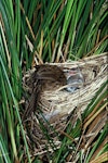 Fernbird | Mātātā. Male South Island fernbird at nest. Tautuku, Catlins, November 1985. Image © Department of Conservation (image ref: 10033140) by Rod Morris, Department of Conservation.