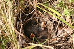 Fernbird | Mātātā. Chicks in nest. Horopito, Central Plateau, March 2012. Image © Andy Maloney by Andy Maloney.