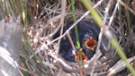 Fernbird | Mātātā. Two North Island fernbird chicks in nest. Harbourview reserve, Te Atatu Peninsula, Auckland, September 2013. Image © Jeremy Painting by Jeremy Painting.