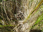 Fernbird | Mātātā. North Island fernbird nest with two large chicks. Lake Opouahi, Hawke's Bay, January 2014. Image © Rod Dickson by Rod Dickson.