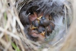 Fernbird | Mātātā. Newly hatched North Island fernbird chicks in nest. Lake Opouahi, Hawke's Bay, January 2014. Image © Adam Clarke by Adam Clarke.