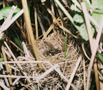 Fernbird | Mātātā. Adult North Island fernbird on nest. November 1988. Image © Department of Conservation (image ref: 10030414) by Falkert Nieuwland, Department of Conservation.