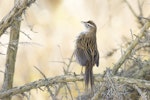 Fernbird | Mātātā. Adult male South Island fernbird displaying. Lake Waipori, May 2020. Image © Oscar Thomas by Oscar Thomas.