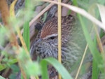 Fernbird | Mātātā. Adult North Island fernbird - typical view among dense vegetation. Waipatiki Beach, March 2013. Image © Rod Dickson by Rod Dickson.