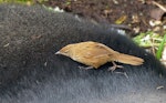 Fernbird | Mātātā. Adult, Snares subspecies, catching flies on sea lion's back. North East Island, The Snares, December 2013. Image © Alan Tennyson by Alan Tennyson.