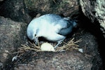 Fairy prion | Tītī wainui. Adult incubating egg in nest. North Promontory, Snares Islands, December 1985. Image © Alan Tennyson by Alan Tennyson.