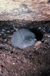 Fairy prion | Tītī wainui. Downy chick. Flea Cave, Snares Islands, December 1986. Image © Alan Tennyson by Alan Tennyson.