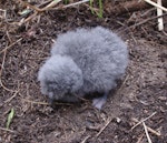 Fairy prion | Tītī wainui. Chick. Mana Island, November 2018. Image © Colin Miskelly by Colin Miskelly.