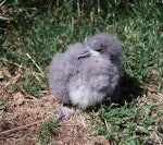 Fairy prion | Tītī wainui. Large chick. Stephens Island, January 2002. Image © Colin Miskelly by Colin Miskelly.