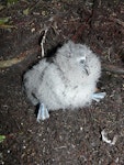 Fairy prion | Tītī wainui. Downy chick at burrow entrance. Aorangi Island, Poor Knights Islands, December 2011. Image © Alan Tennyson by Alan Tennyson.