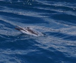 Fairy prion | Tītī wainui. Adult feeding. Off Brothers Islands, Cook Strait, October 2019. Image © Colin Miskelly by Colin Miskelly.