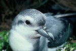 Fairy prion | Tītī wainui. Close view of adult showing tubes on bill. Mangere Island, Chatham Islands, November 1982. Image © Department of Conservation (image ref: 10033320) by Dave Crouchley, Department of Conservation.