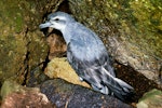 Fairy prion | Tītī wainui. Adult by nest site. Poor Knights Islands, November 1977. Image © Albert Aanensen by Albert Aanensen.